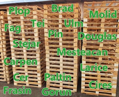 Scopri di più sull'articolo Tipi di legno per pallet ed europallet